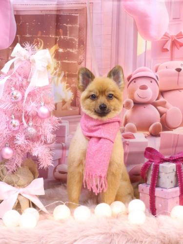 20241212ららちゃん